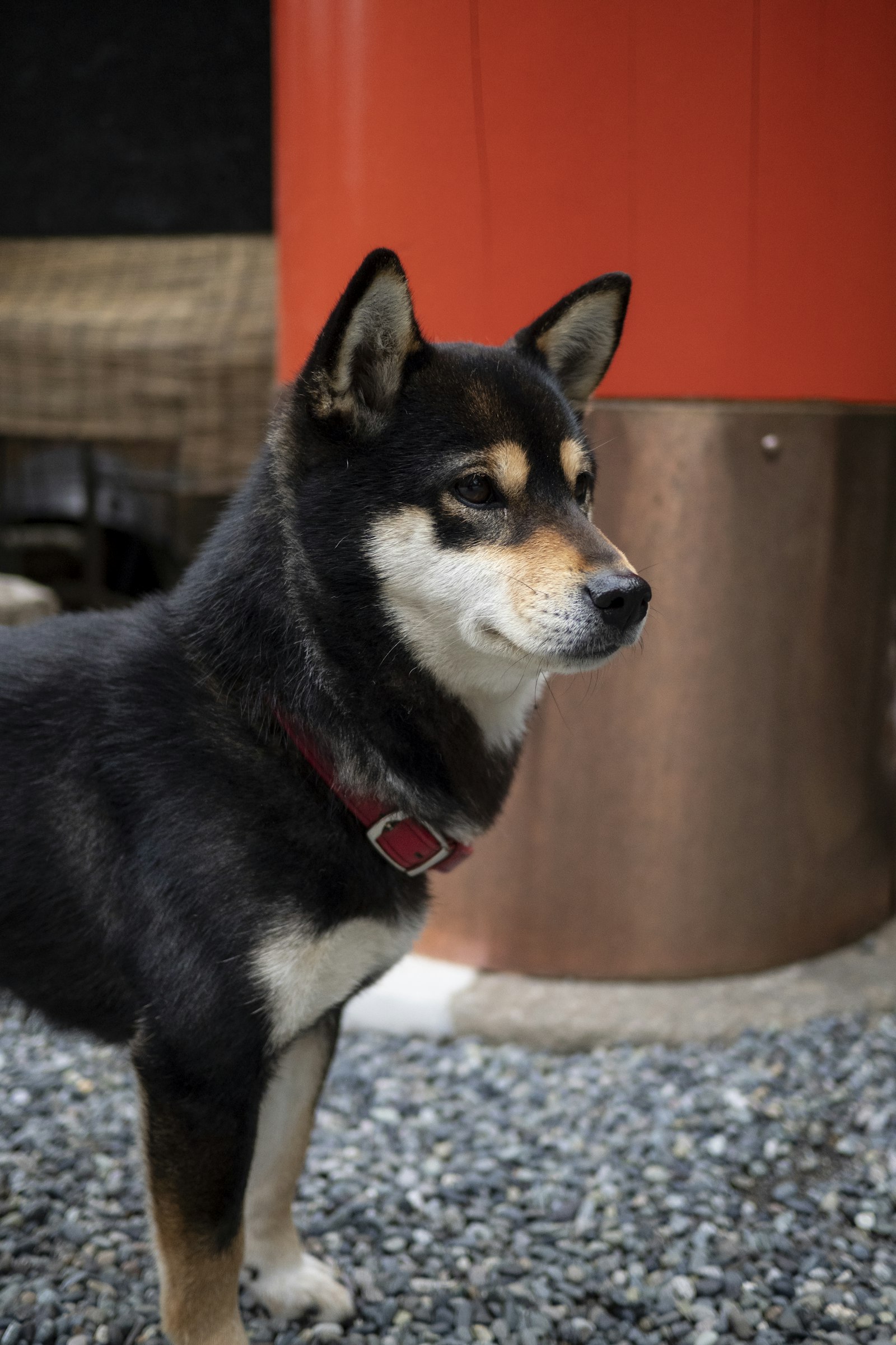 Shiba Inu photo 2