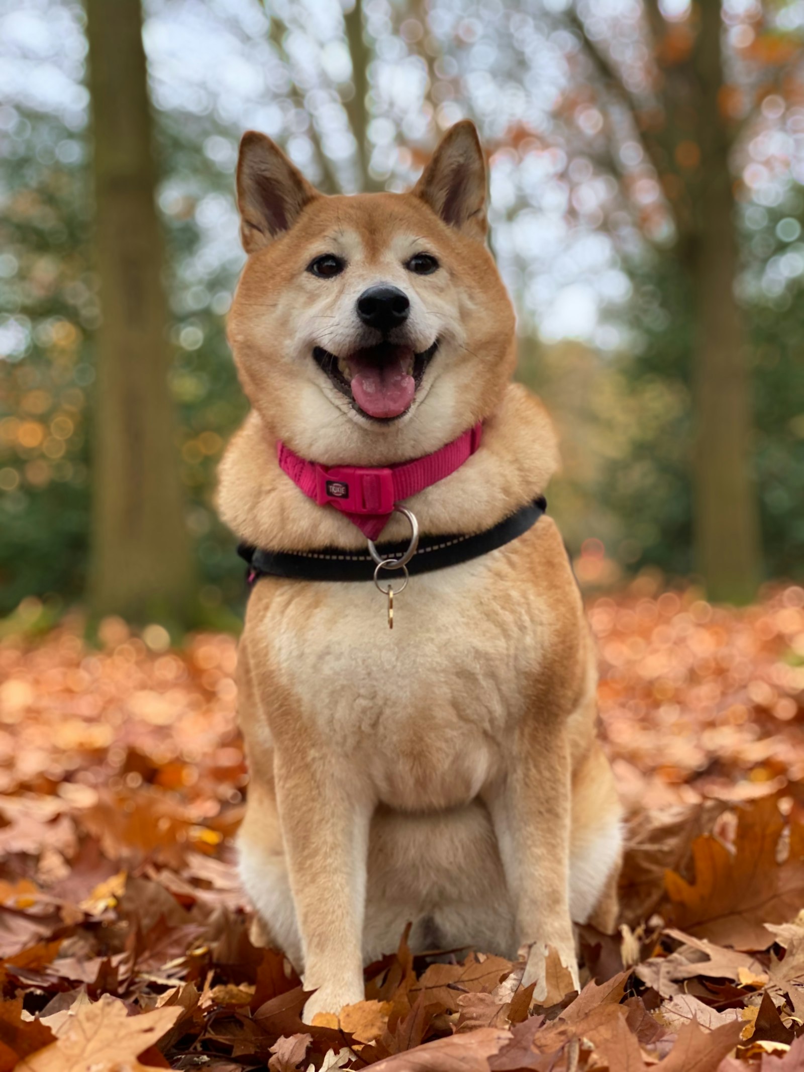 Shiba Inu photo 3
