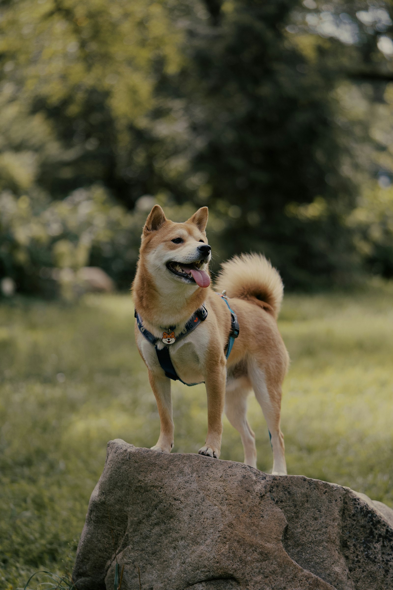 Shiba Inu photo 4