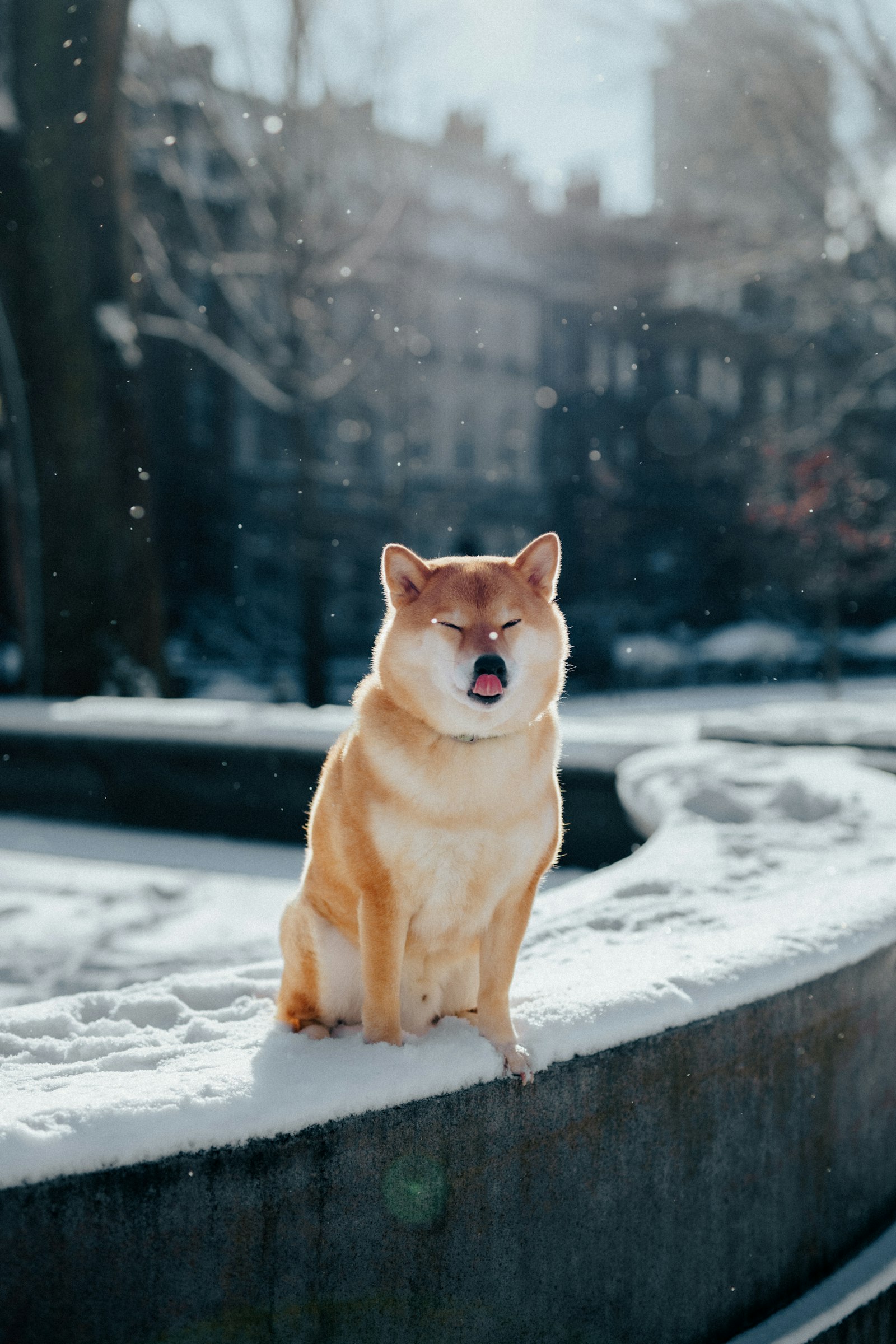 Shiba Inu photo 5