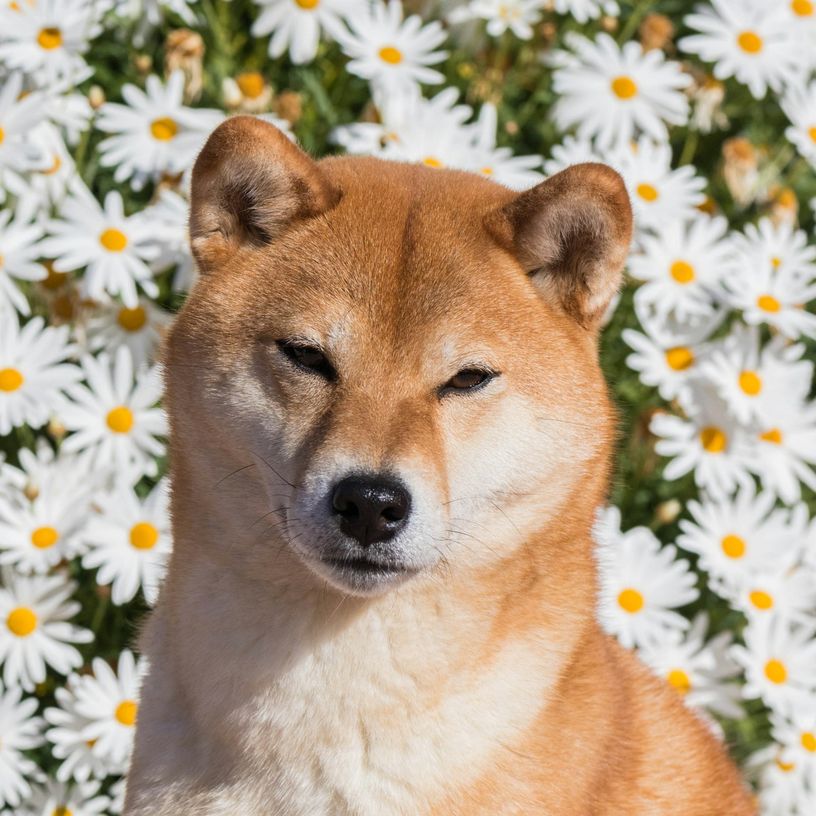 Shiba Inu photo 6