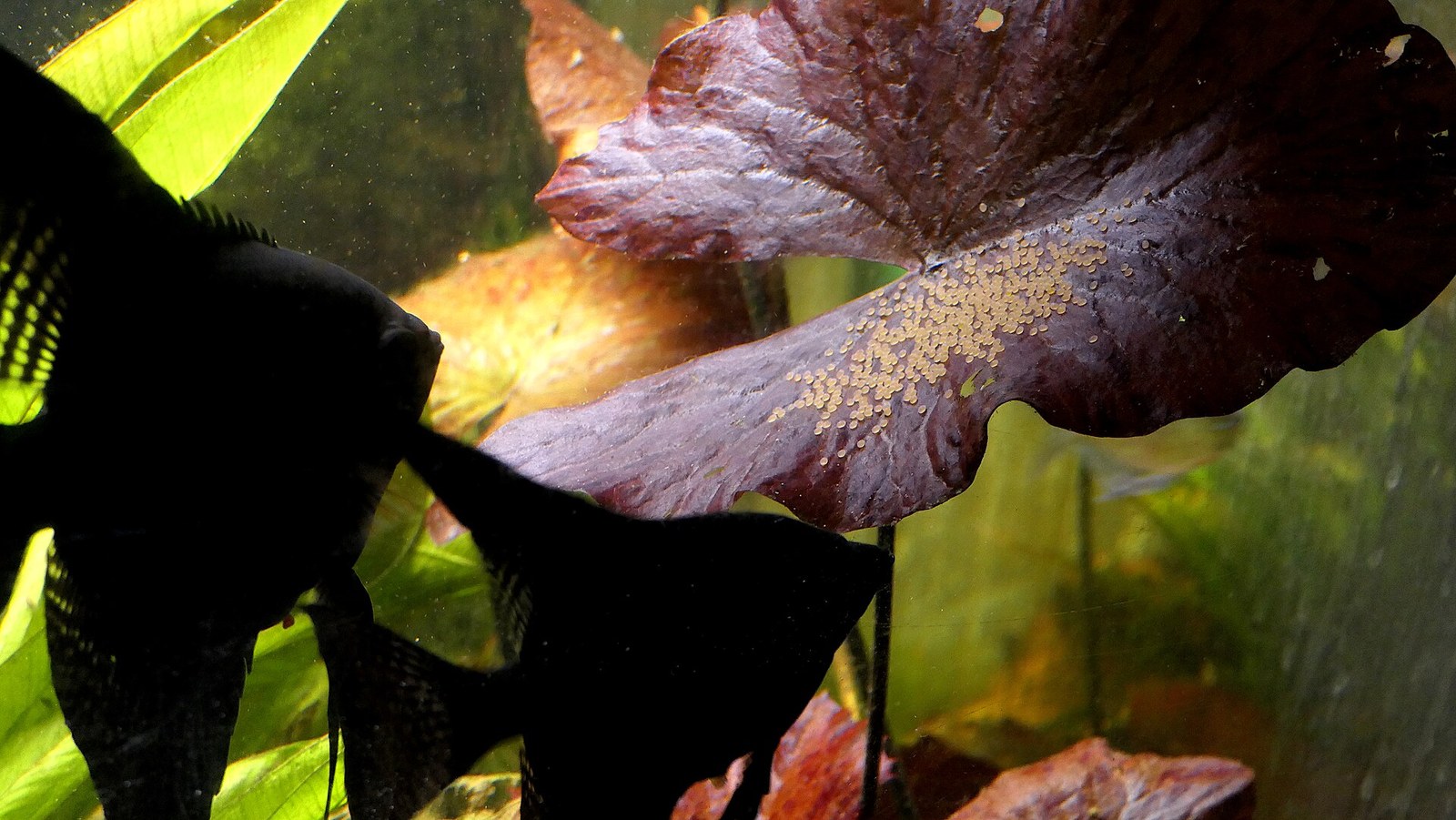 Pair of dark freshwater angelfish beside a clutch of eggs on a leaf