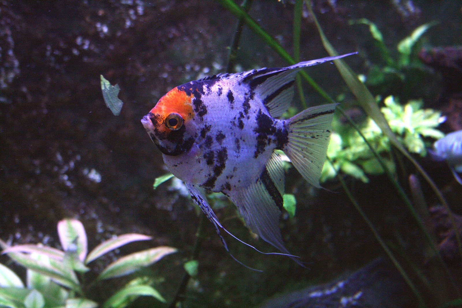 Marbled freshwater angelfish with an orange head in a planted aquarium