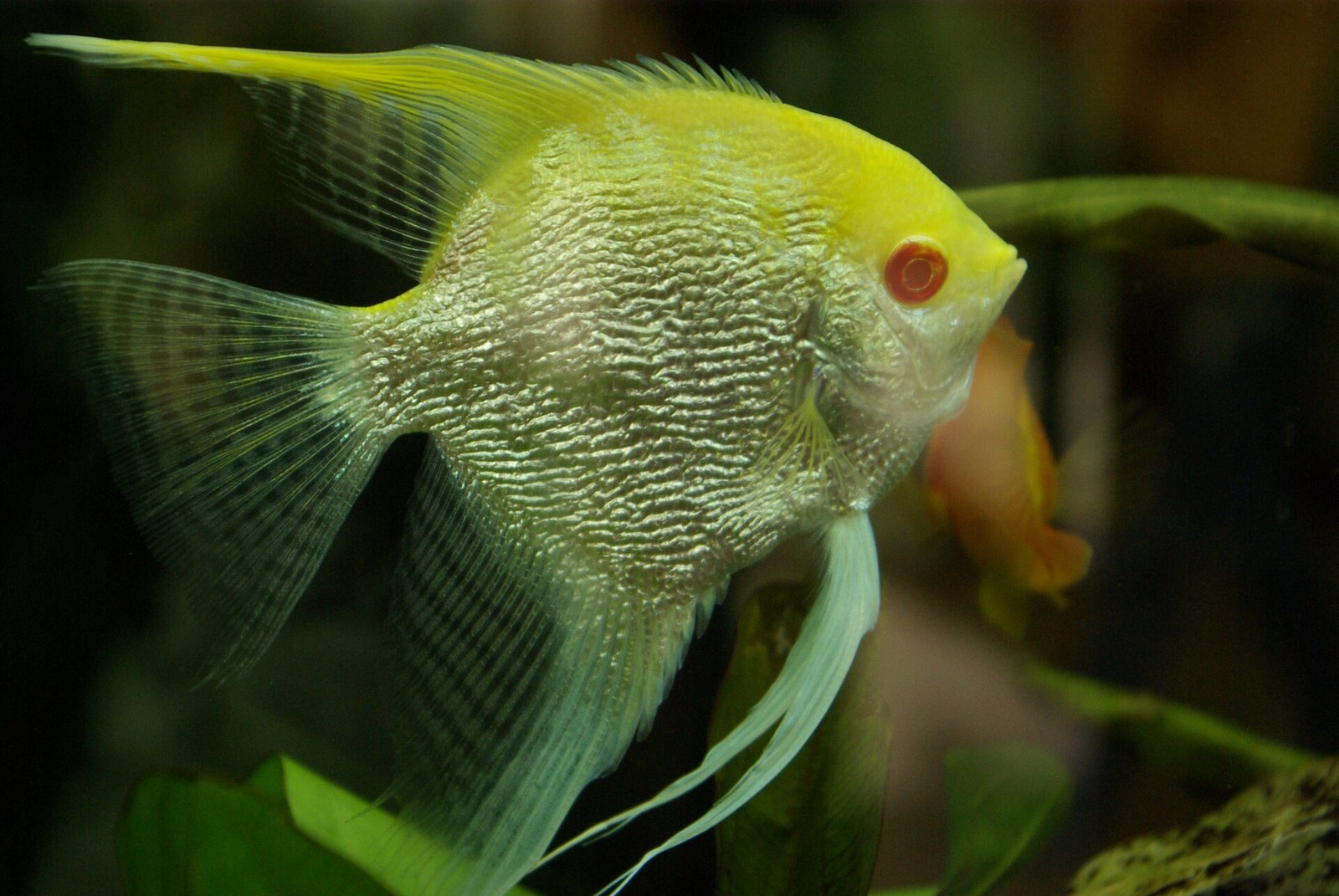 Pale golden freshwater angelfish with a red eye in an aquarium