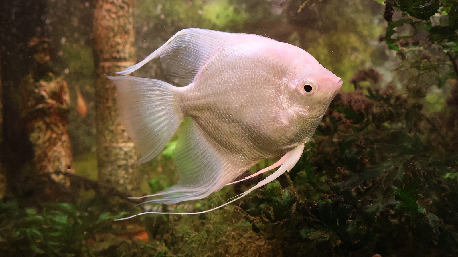 Angelfish