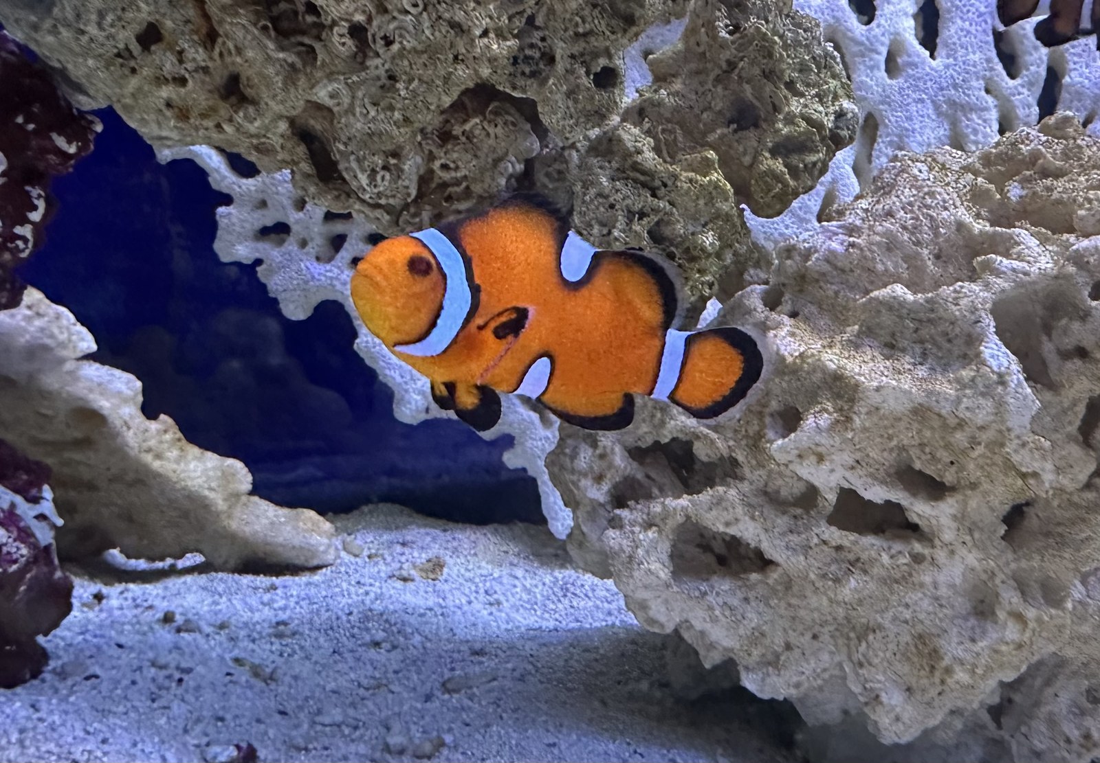 Ocellaris Clownfish