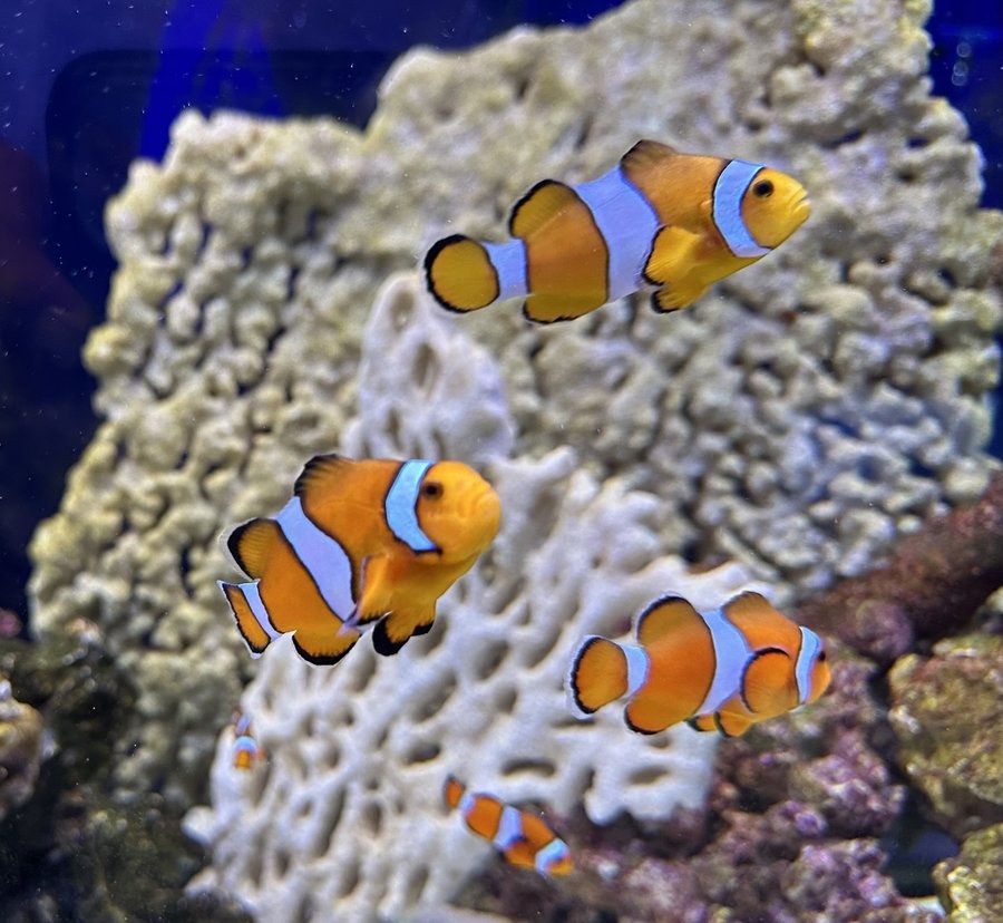 Group of orange-and-white clownfish swimming over pale rockwork