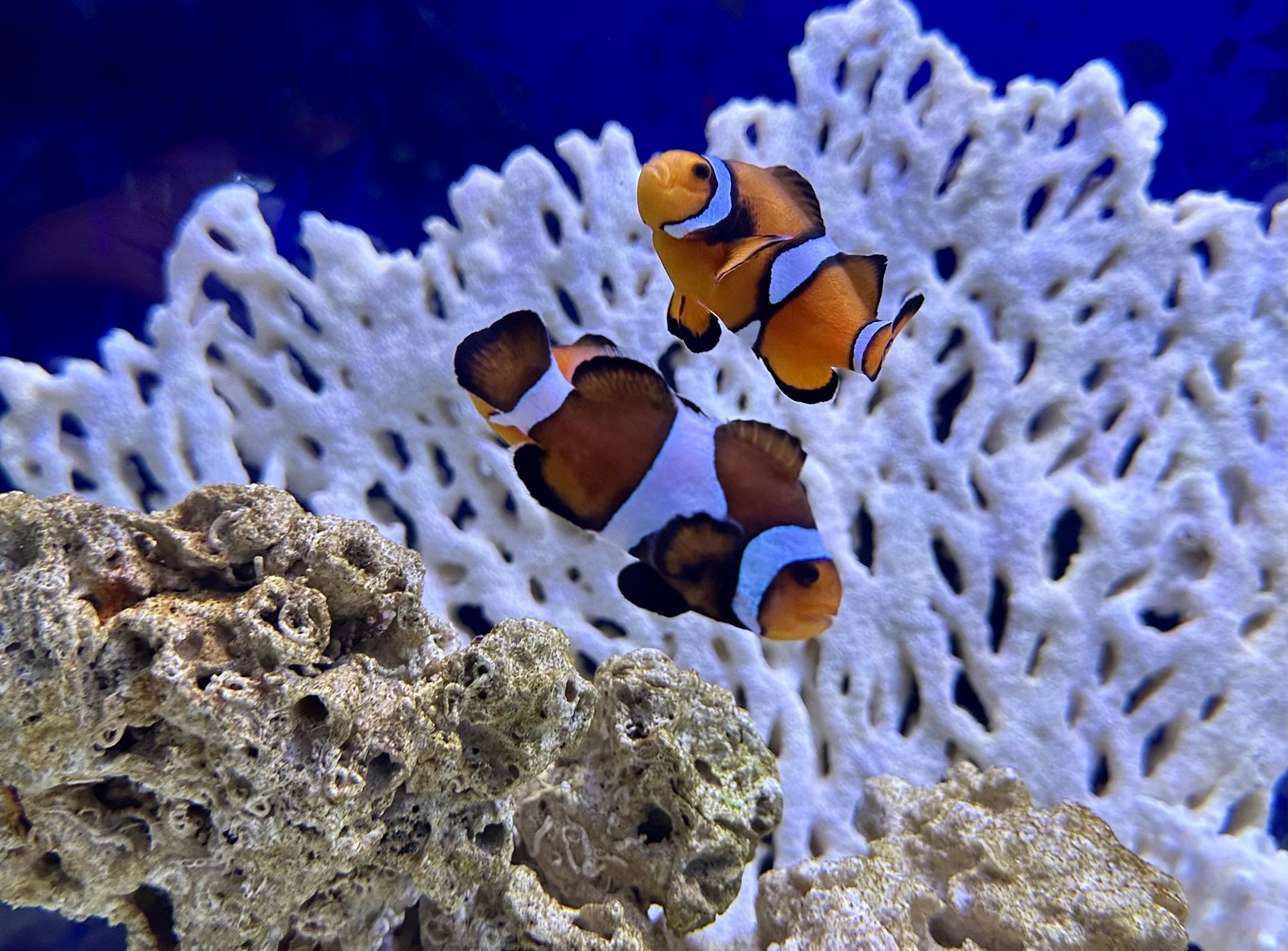 Pair of orange-and-white clownfish above pale coral skeleton decor