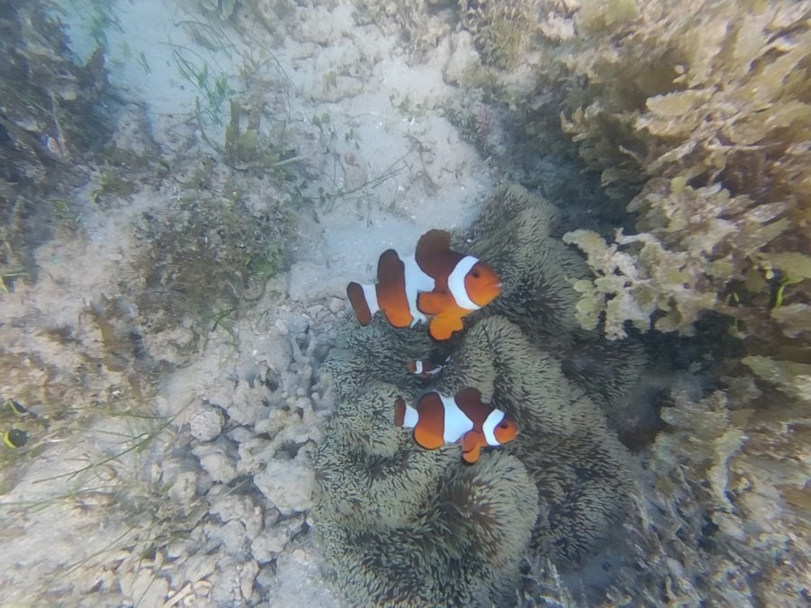 Clownfish among the tentacles of a sea anemone on a reef