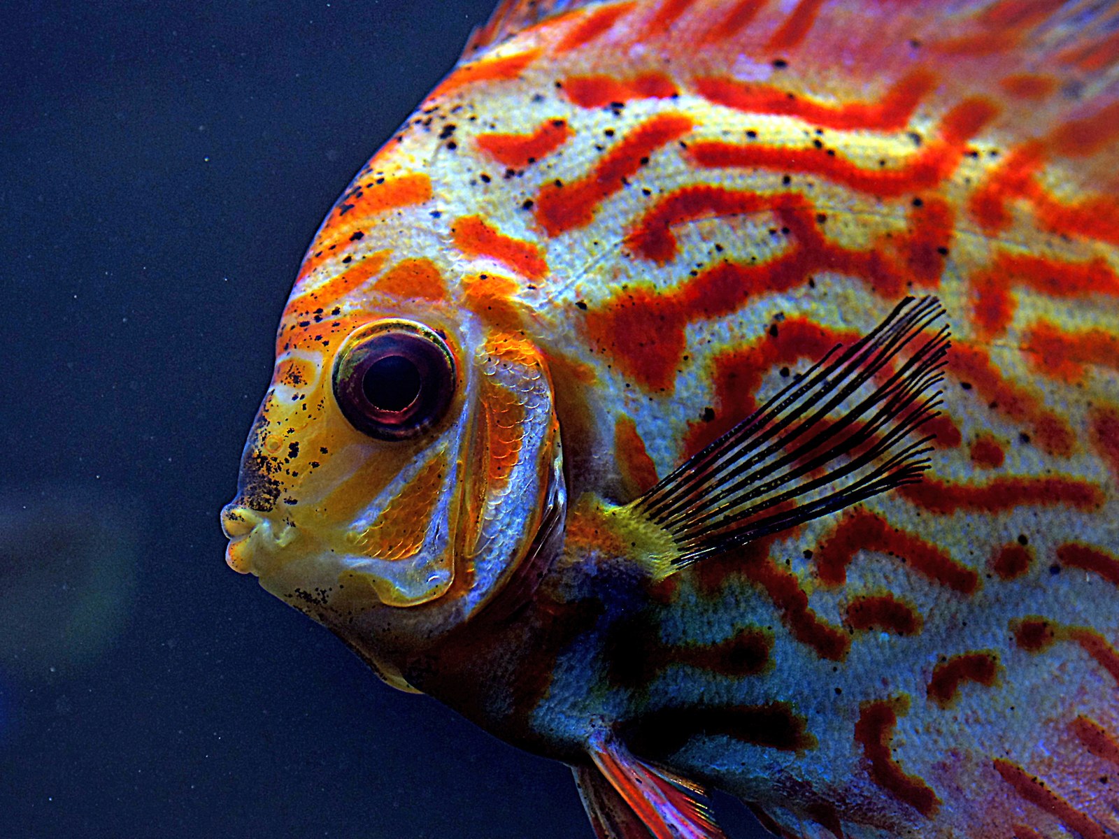 Close-up of a red-orange discus (Symphysodon) head showing its pattern and eye