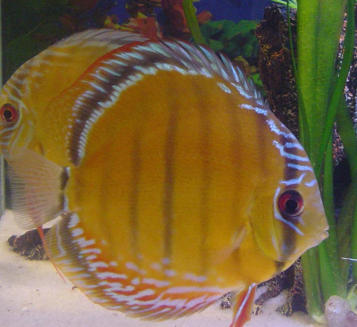 Pair of golden-yellow discus (Symphysodon) with red eyes among aquarium plants