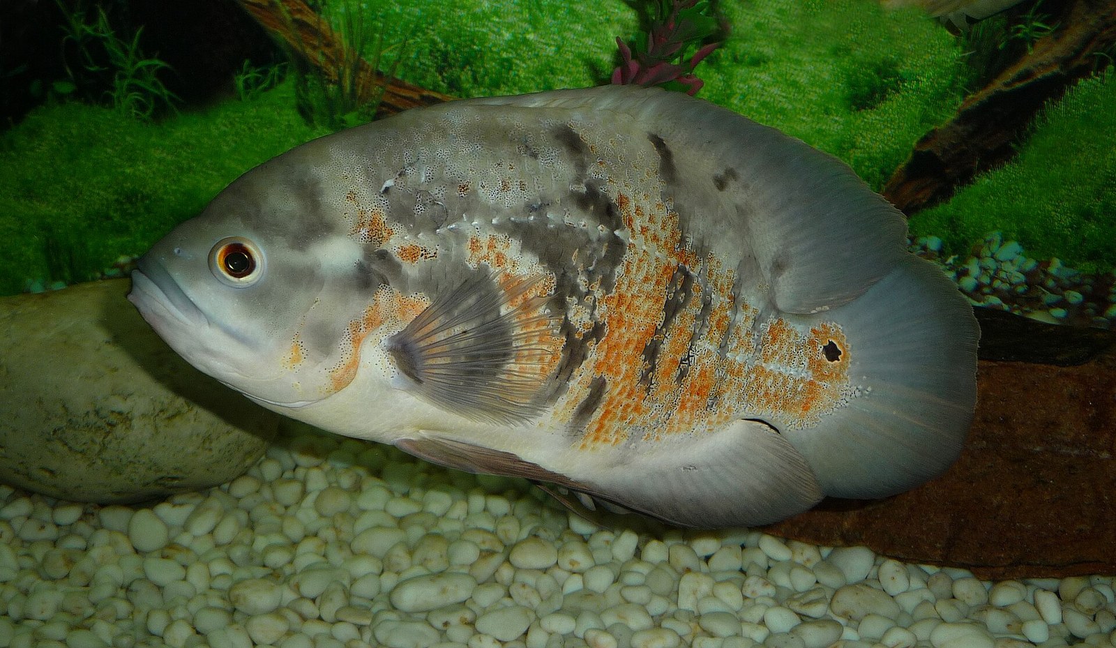 Orange-mottled oscar cichlid over white gravel in a planted aquarium