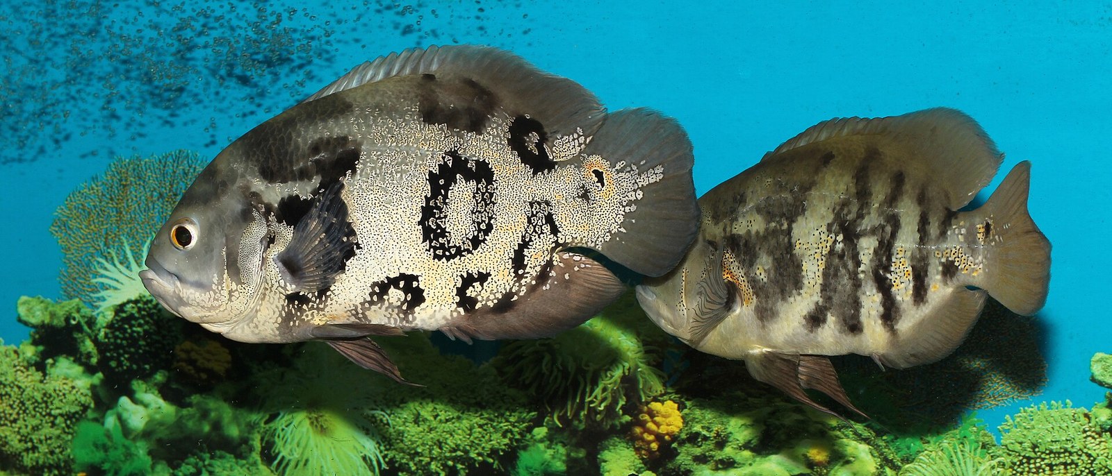 Two orange-mottled oscar cichlids swimming side by side against a blue background