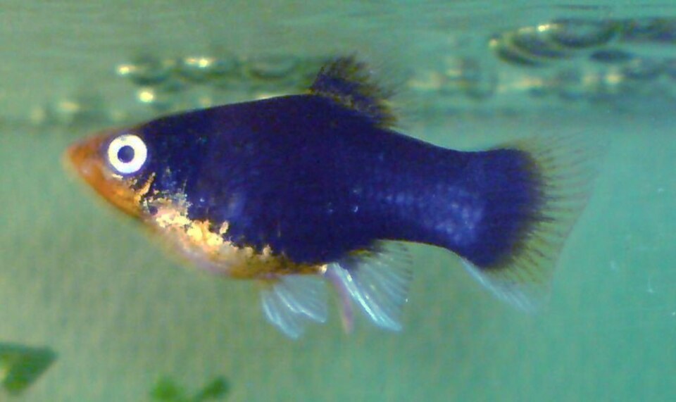 Southern platyfish with a dark blue body, orange face and broad tail swimming in an aquarium