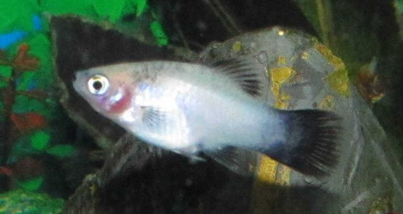 Platy