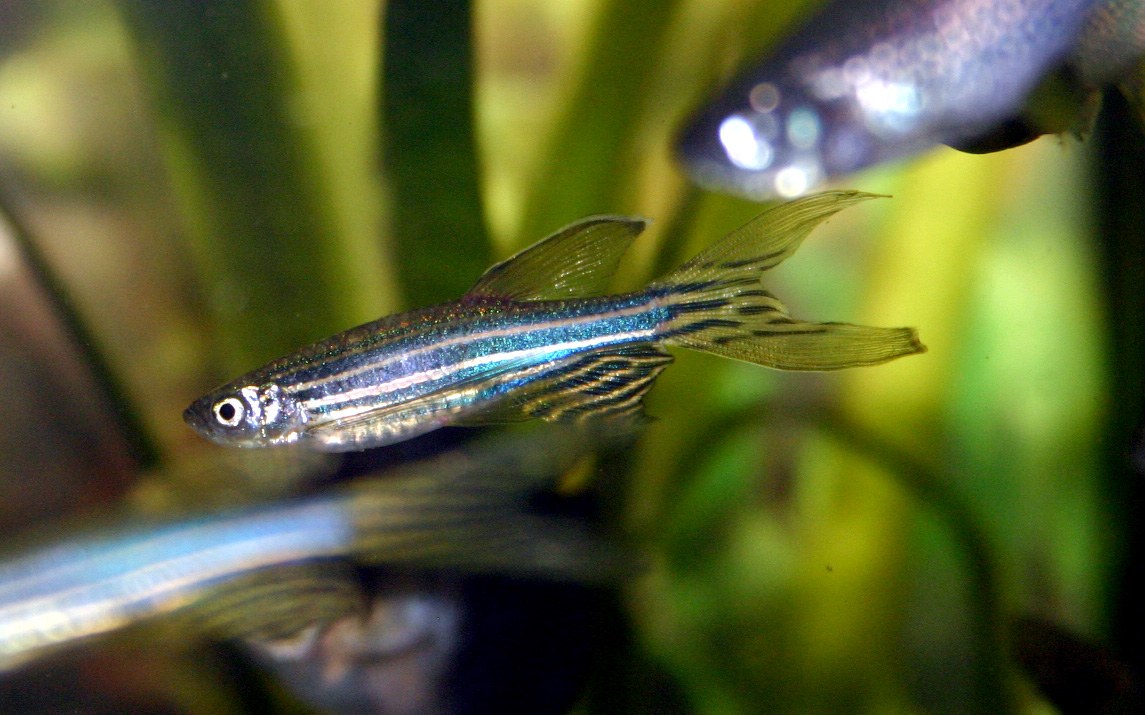 Zebra Danio