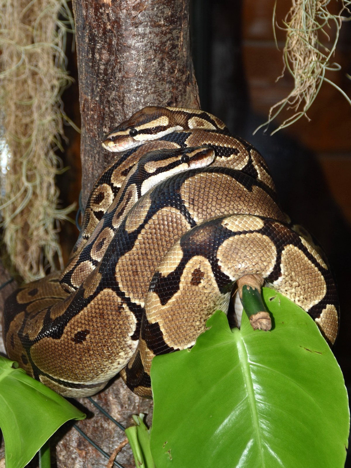 Two brown-and-gold ball pythons resting together in coils around a tree trunk, with both heads visible above green leaves.