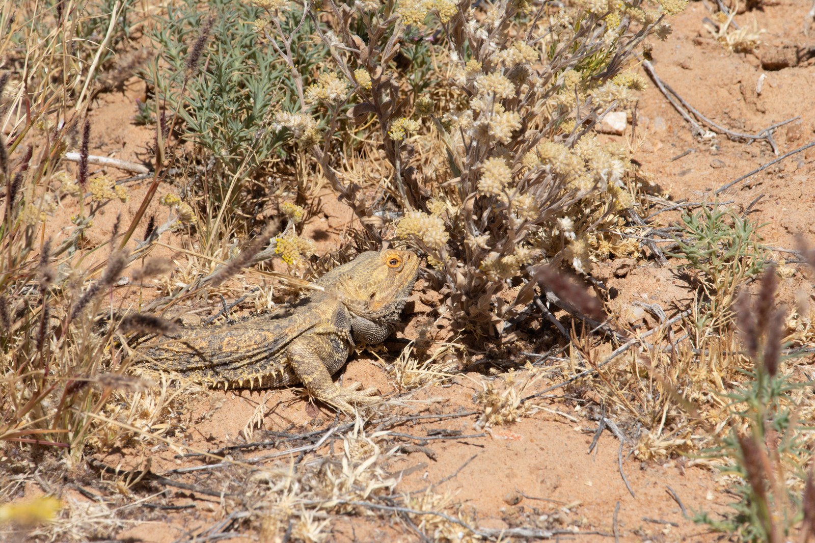 A central bearded dragon resting on reddish sandy ground among dry shrubs, viewed from behind and to one side.