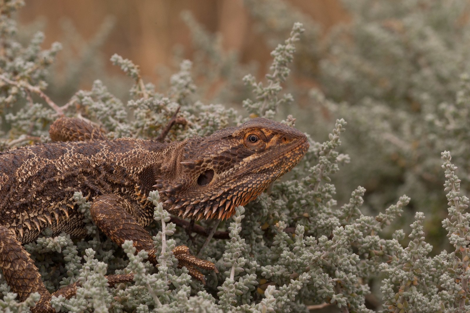 A central bearded dragon with an orange-brown face and spiny beard resting among pale green shrubs.