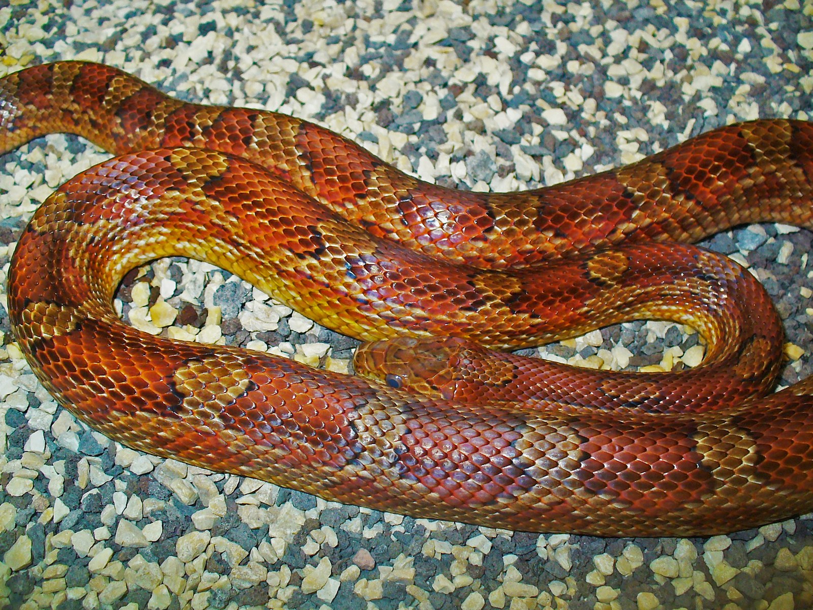 An orange-red corn snake resting in loose coils on gravel, with dark-edged red saddle markings and its head between the coils.