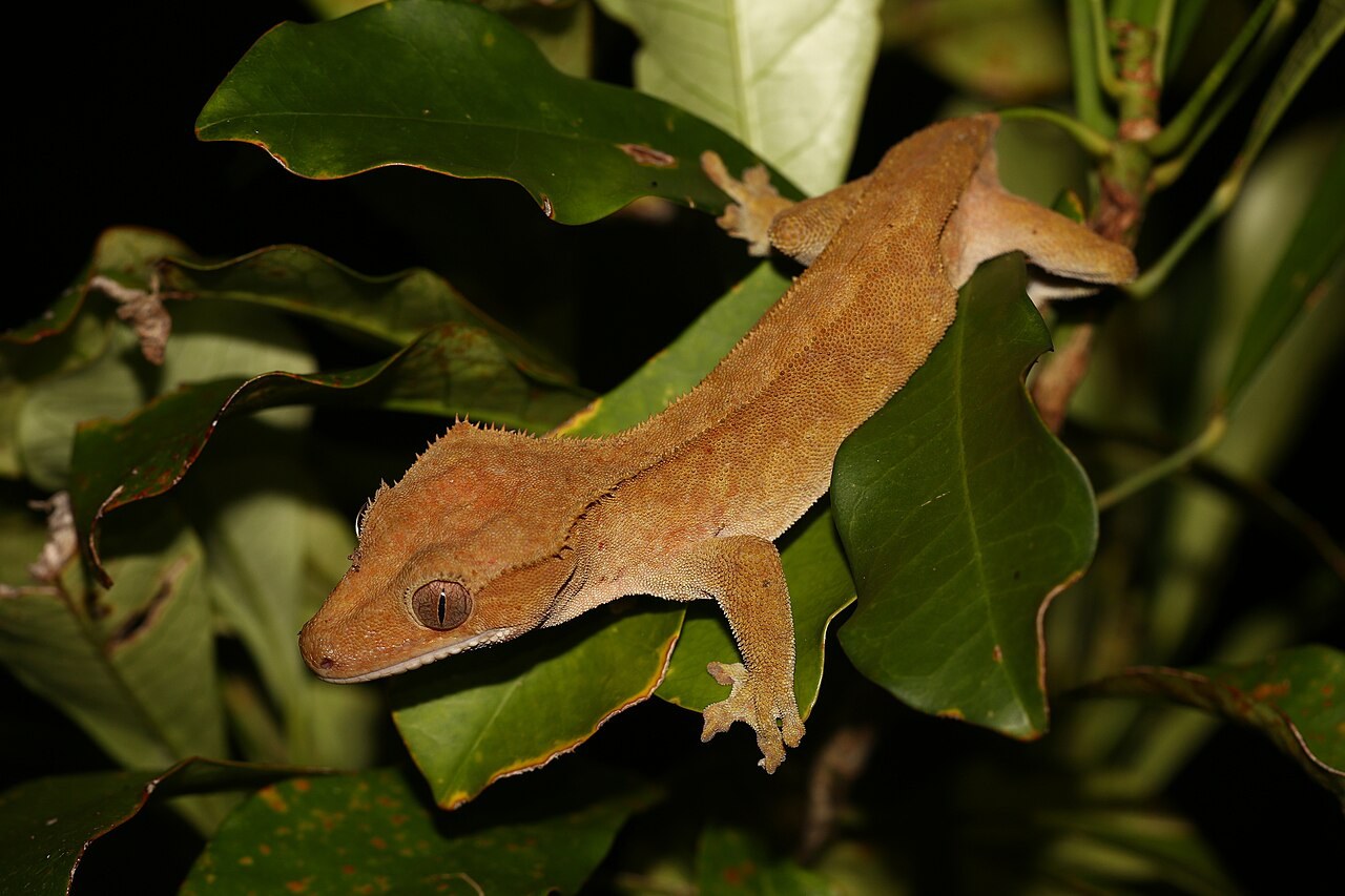 An orange-brown crested gecko with eyelash-like crests and wide toe pads resting on green leaves at night.