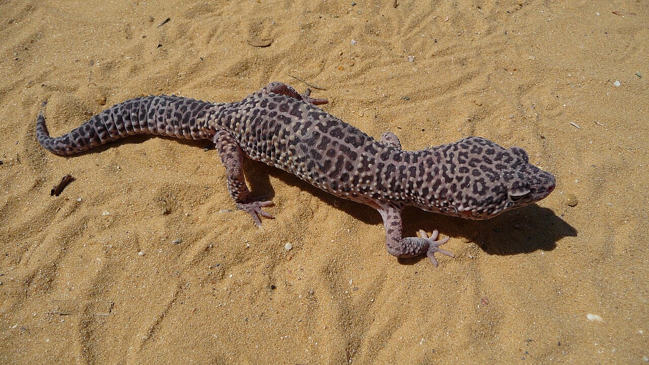 A leopard gecko with dark spots, bumpy skin and a thick banded tail standing on sandy ground.