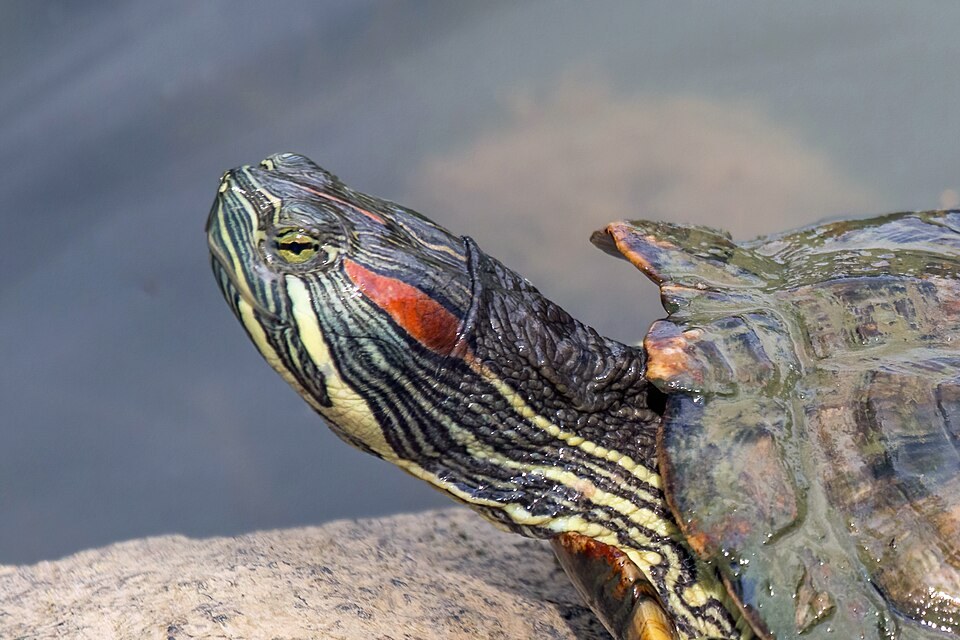 Close-up of a red-eared slider with its red ear patch and striped neck