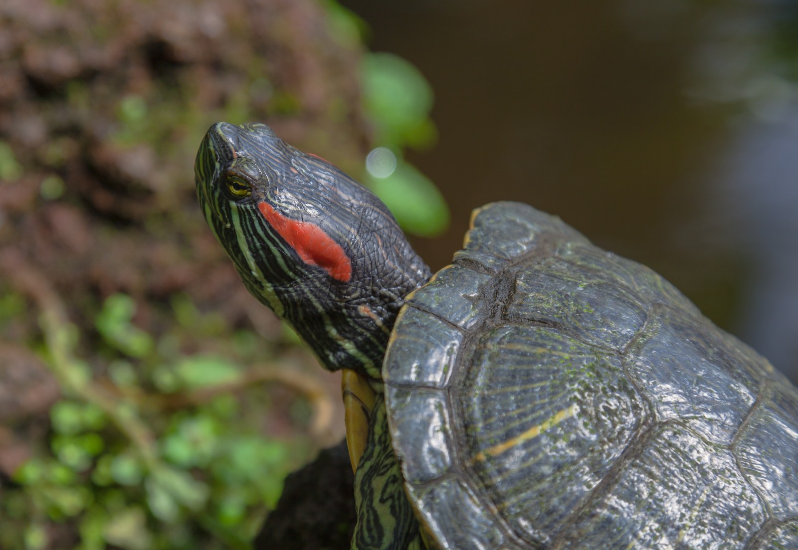 Red-Eared Slider