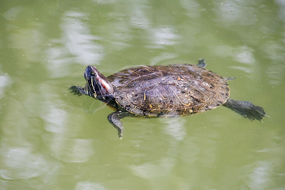 Red-eared slider swimming at the surface of a green pond