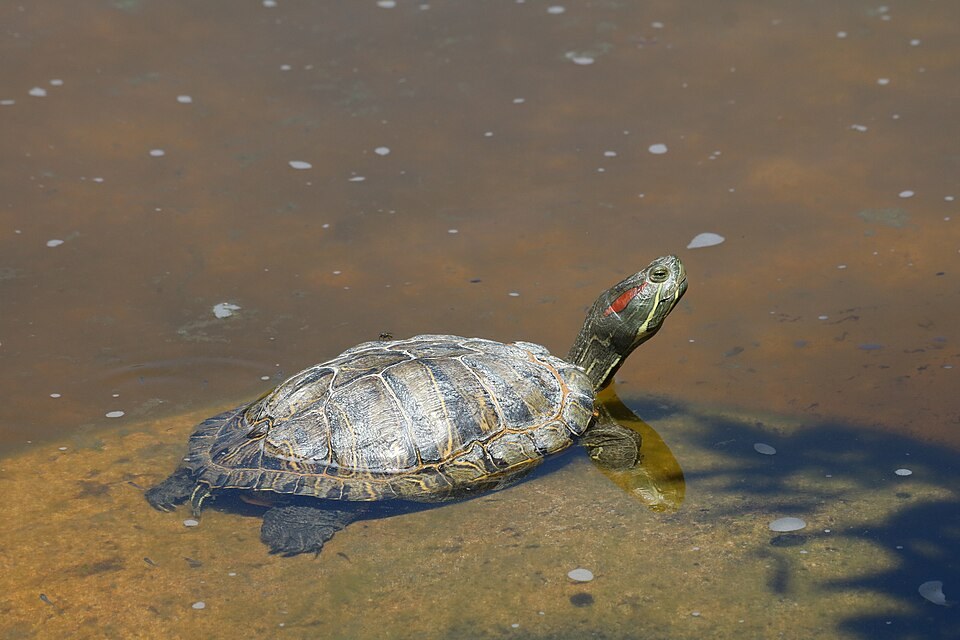 Red-eared slider partly submerged in a brown-water pond with its head raised