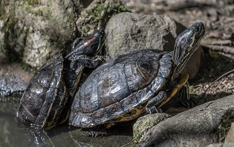 Two sliders basking together on rocks beside a pond