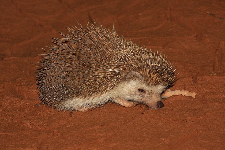 African pygmy hedgehog walking over red soil at night