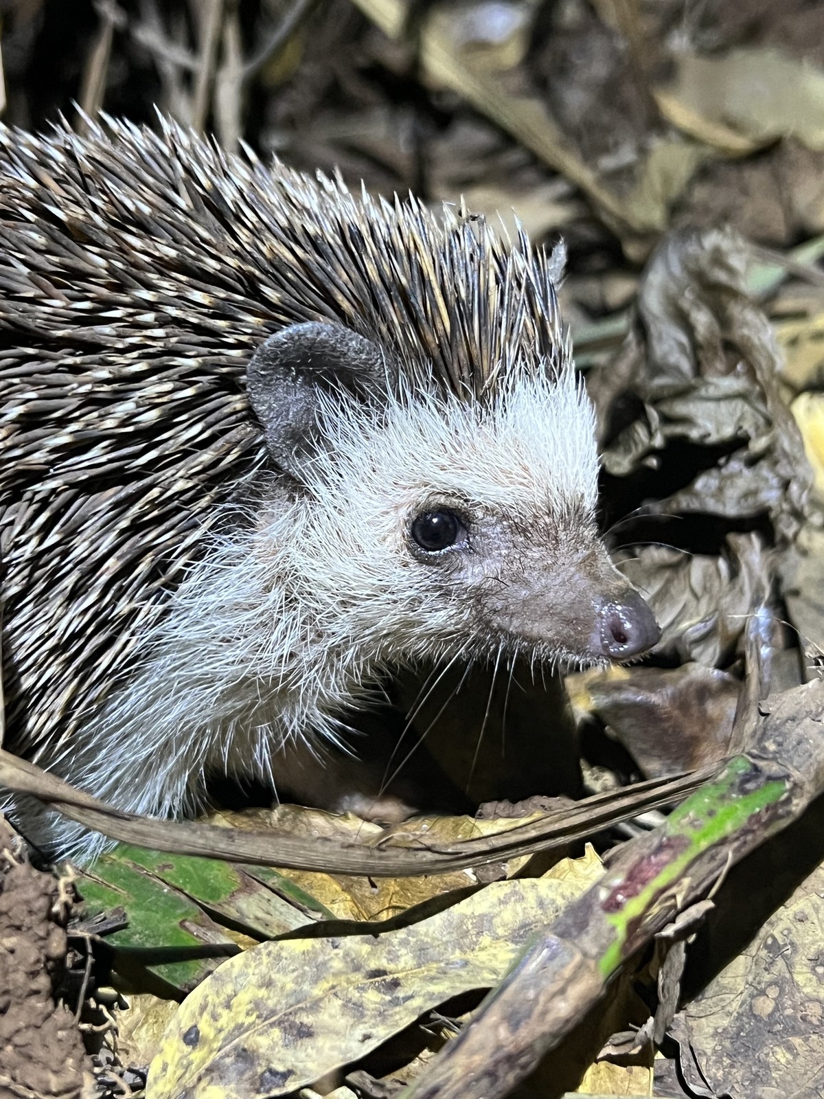 African pygmy hedgehog among dry leaf litter at night