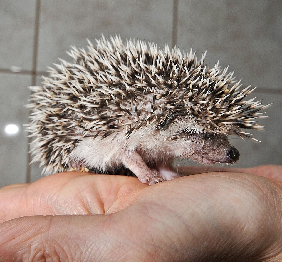 Young African pygmy hedgehog with banded spines standing on a handler's palm
