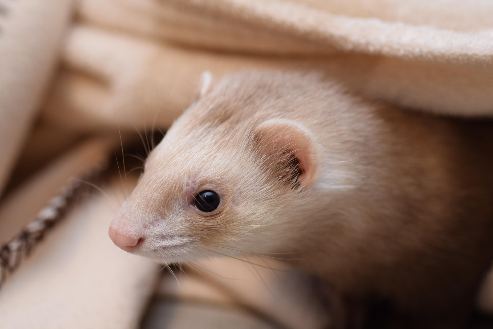 Pale domestic ferret peeking out from under a blanket