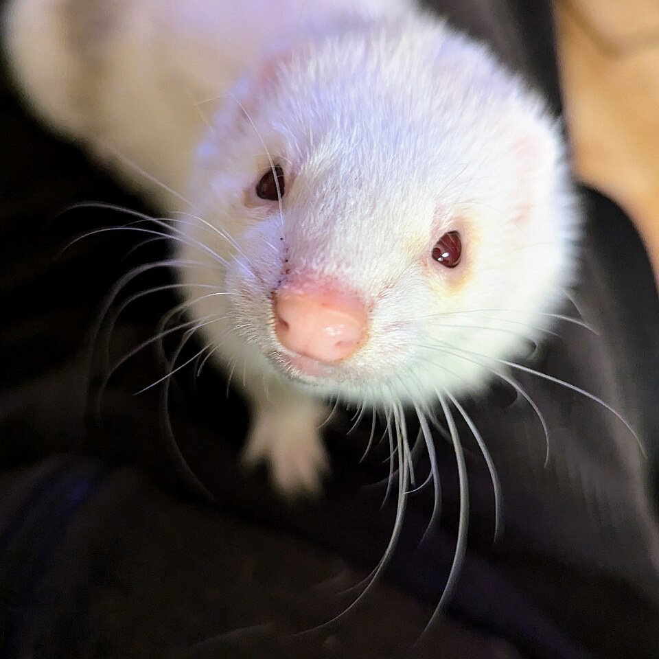 White ferret face close-up showing a pink nose and long whiskers