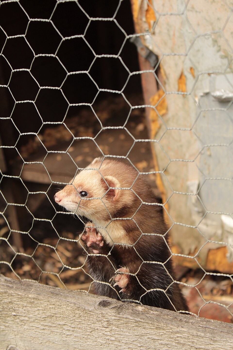Ferret looking through wire mesh at the opening of an outdoor enclosure