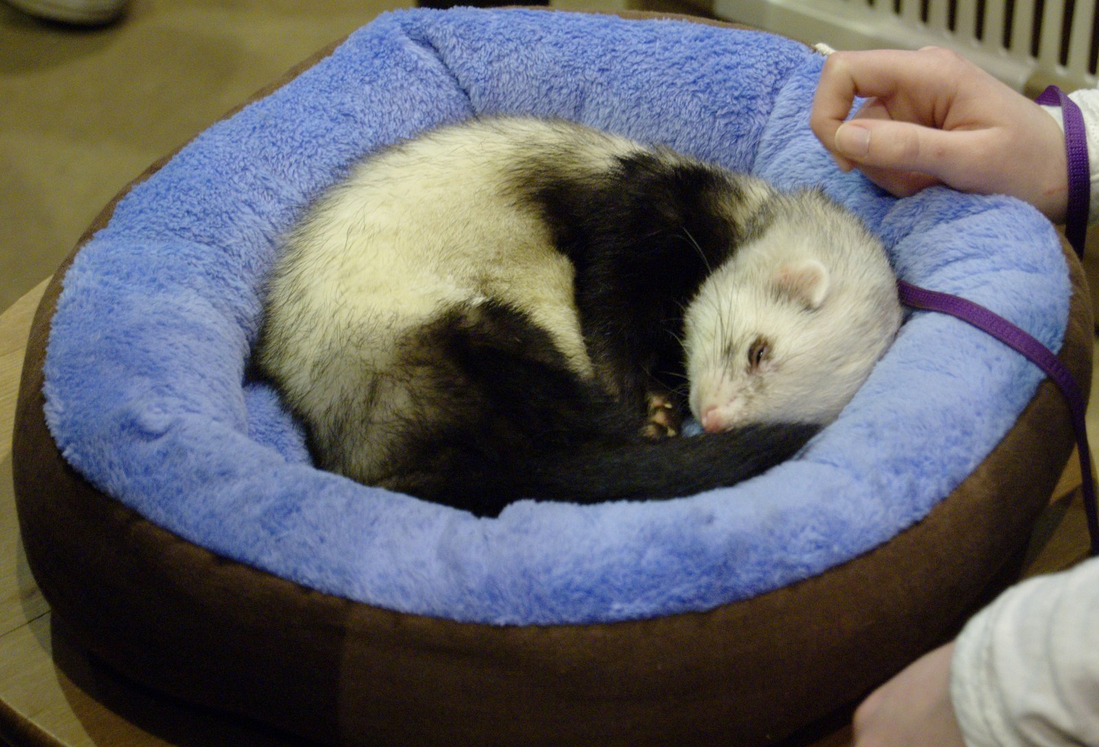 Domestic ferret curled asleep in a soft pet bed